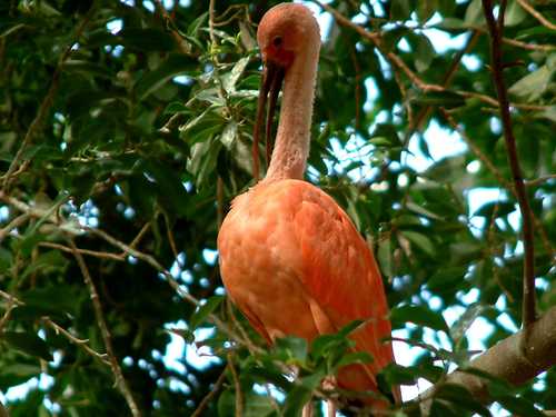 Orange Flamingo at Detroit Zoo