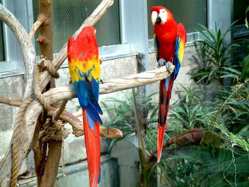 Parrots in a Tree