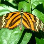 Tiger-Striped  Butterfly