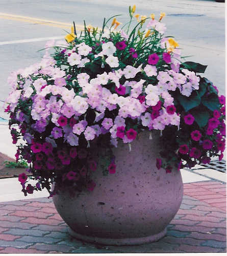 Planter with Flowers in Ferndale