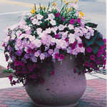 Planter with Flowers in Ferndale