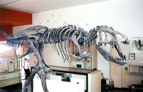 Skeleton of a Tyrannosaurus Rex
