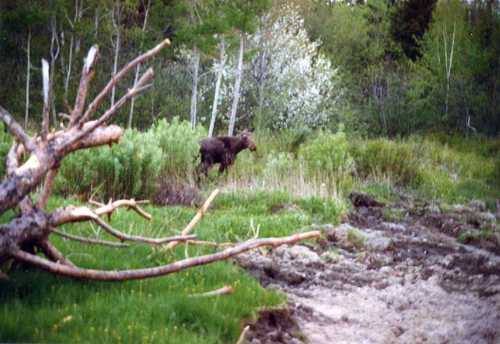 Moose in the Maine Woods