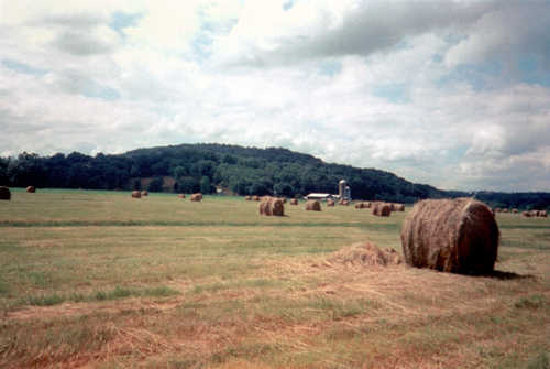 Bales of Hay in Field