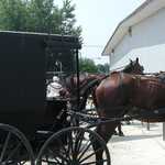 Horse and Buggy along Amish Country Byway