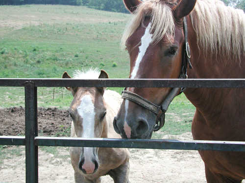 Horses in Amish Country