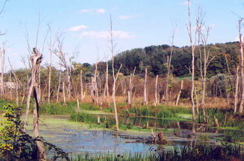 Swamp next to the Rails-To-Trails Bike Path