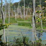 Dead Tree Spars in Holmes County Trail Wetland