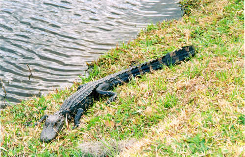 An Alligator at Middleton Place