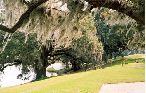 The Banks of the Ashley River at Middleton Place