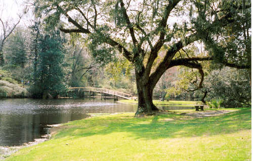 A Pond at Middleton Place