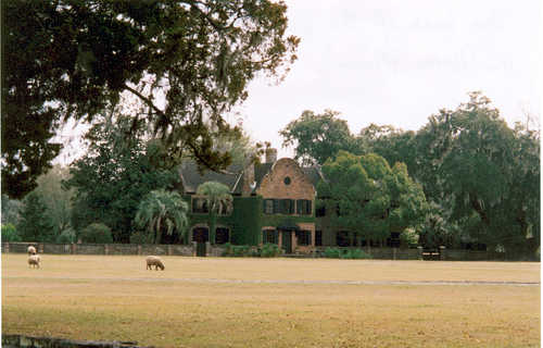 Livestock Grazing Near the Planation Home at Middleton Place