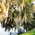 The Banks of the Ashley River