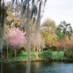 Spring at Magnolia Plantation