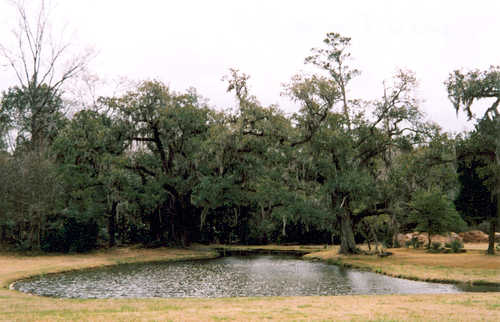 A Pond on the Plantation