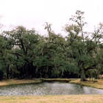 A Pond on the Plantation