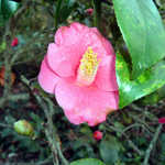 Camellias at Magnolia Gardens