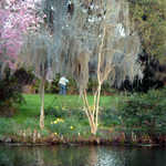 Exploring Magnolia Gardens in Springtime
