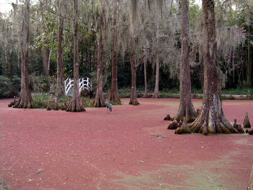 Pink Swamp at Magnolia Plantation