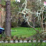 Couple in the Gardens of Magnolia Plantation