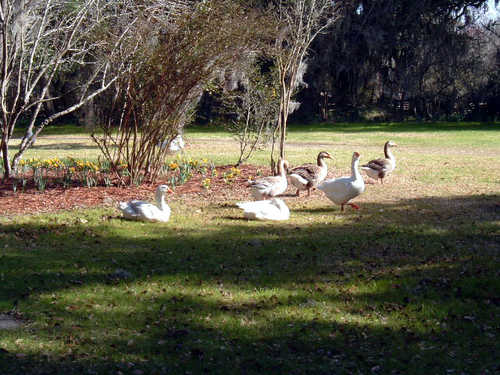 Geese at Magnolia Gardens
