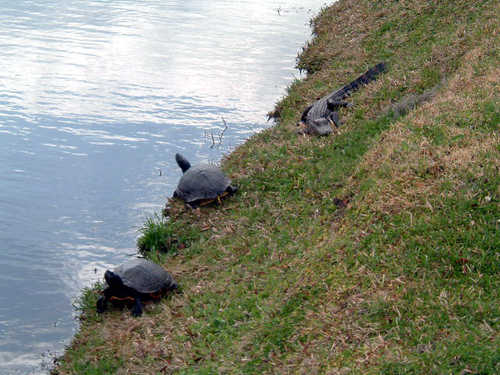 Sunning Alligator and Turtles