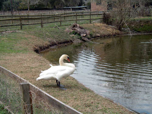 Swan Near Pond