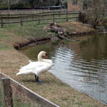 Swan Near Pond