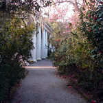 Path Leading to the Plantation House of Magnolia Gardens