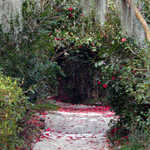 Camellias on Magnolia Garden Pathways