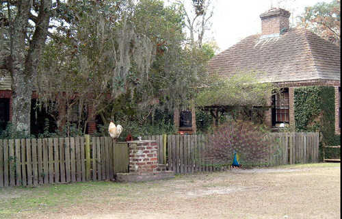 Farmyard with Peacock at Middleton Place