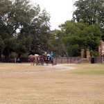 Carriage Rides at Middleton Place