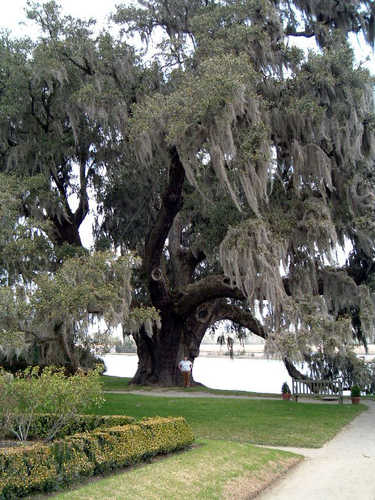 Colossal Live Oak Tree