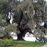 Colossal Live Oak Tree