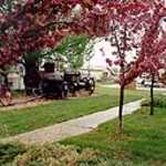 Crabapple Trees in Bloom at Fairview Museum
