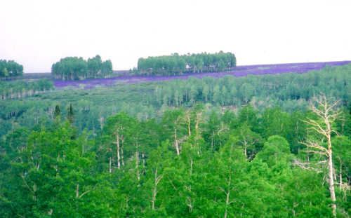 June Larkspur Turning the High Ridges a Brilliant Purple