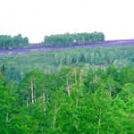 June Larkspur Turning the High Ridges a Brilliant Purple