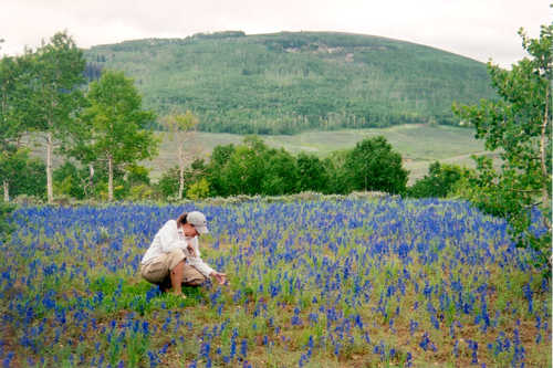 Visitor Enjoying Field of Larkspur on The Energy Loop: Huntington/Eccles Canyons Scenic Byway
