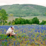 Visitor Enjoying Field of Larkspur on The Energy Loop: Huntington/Eccles Canyons Scenic Byway
