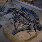 Dinosaur Bones at the CEU Prehistoric Museum