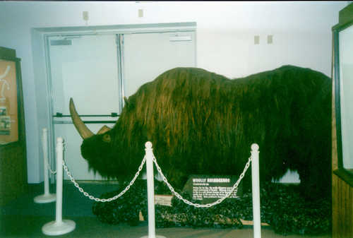 Wooly Rhinoceros from the Last Ice Age