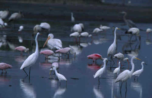 An Array of Birds at Merritt Island