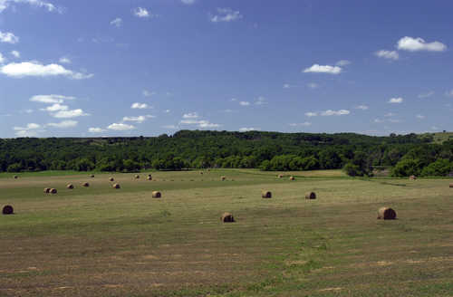 Rolled Hay in Field on County Road 13