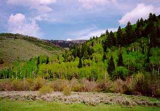 Aspens and Pines by the First Cattleguard in Logan Canyon.