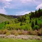 Aspens and Pines by the First Cattleguard in Logan Canyon.