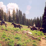 Horseback riders on the White Pine Trail