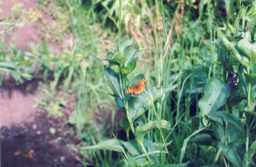 Butterfly in Blind Hollow Trail