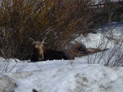 Moose Rests by Roadside in Snow