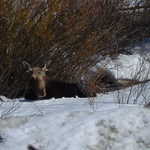 Moose Rests by Roadside in Snow