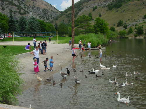 Families and Geese at First Dam